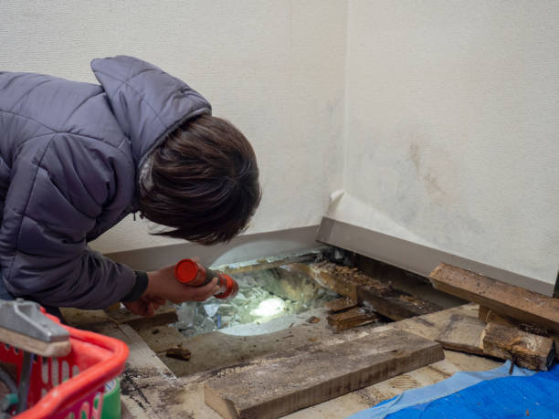 Best Mold Removal for HVAC Installations  in Grant, AL
