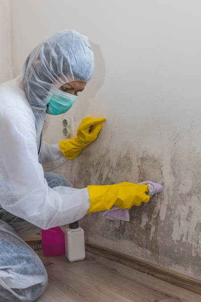 Best Post-Construction Mold Inspection  in Grant, AL
